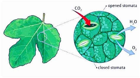 how are stomata and fish gills similar to plant